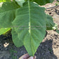 'Moonlight' tobacco leaf.
