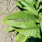 'Olor' tobacco leaf.