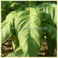 'Paris Wrapper' tobacco leaf.