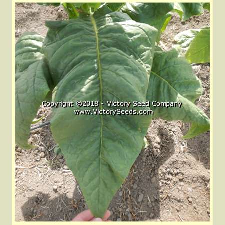 'Pinkney Arthur' tobacco leaf.