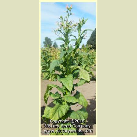 Maturing 'Pinkney Arthur' tobacco plants.