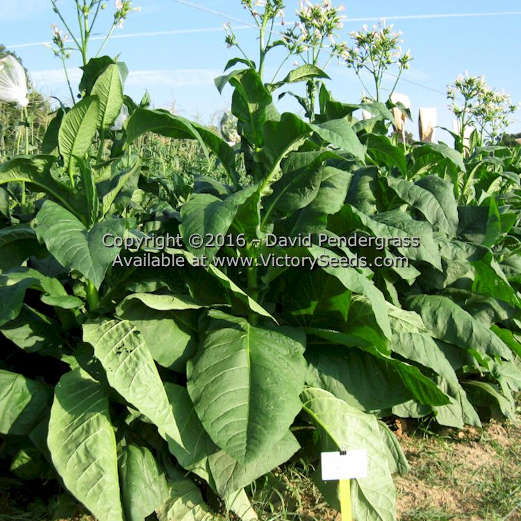 'Red Rose' tobacco plants. Image courtesy of David Pendergrass.