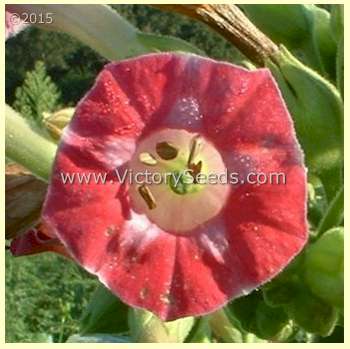 Red Russian Tobacco Flowers
