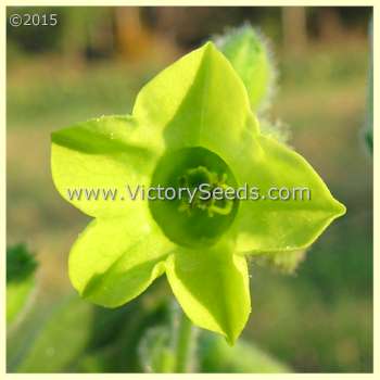 Wild Tobacco - Nicotiana rustica flower.