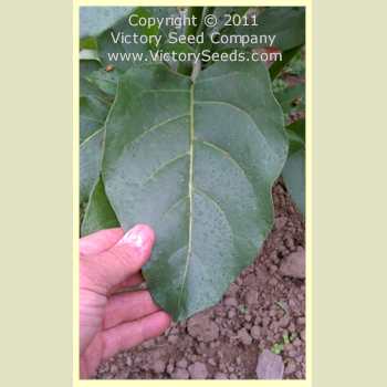 Wild Tobacco - Nicotiana rustica leaf.