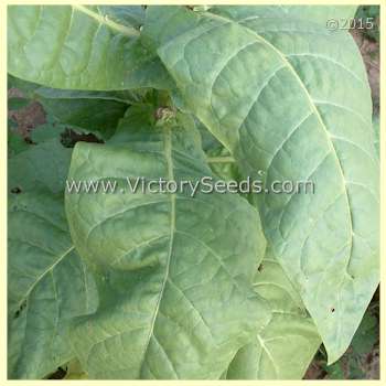 'Shirazi' tobacco leaf.