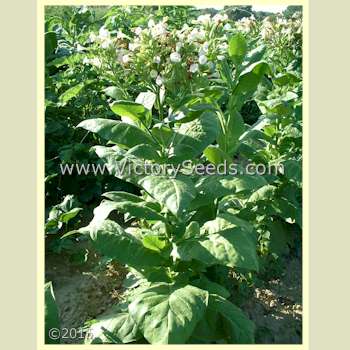 'Shirazi' tobacco plant.