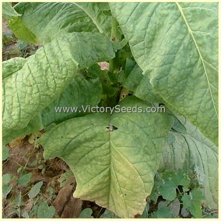 'Silk Leaf' tobacco leaf. Photo by David Pendergrass.