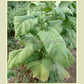 A ripe 'Silk Leaf' tobacco plant. Photo by David Pendergrass.