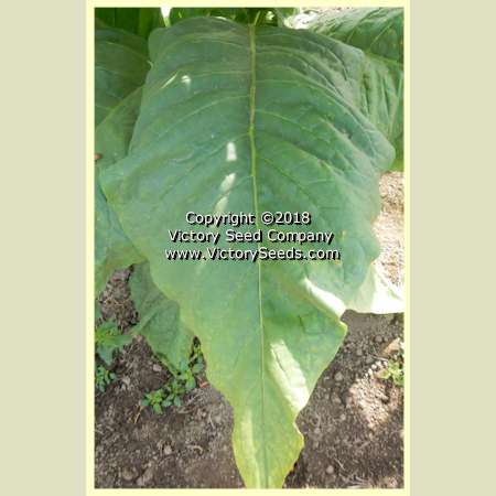 'Silver Dollar' tobacco leaf.