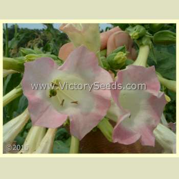 'Southern Beauty' tobacco flowers.