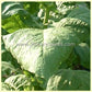 'Southern Beauty' tobacco leaf.