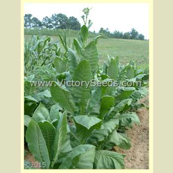 'Southern Beauty' tobacco plant.