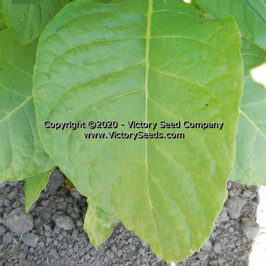 'Texas Cuban' tobacco leaf.