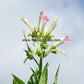 'Virginia 509' tobacco flowers.