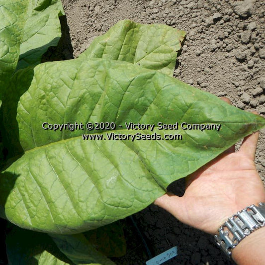 'Virginia 509' tobacco leaf.