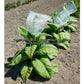 'Virginia 509' tobacco plants.