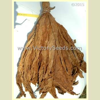 A hand of air cured 'Warner' tobacco leaf.