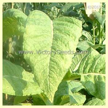 'Warner' tobacco leaf.