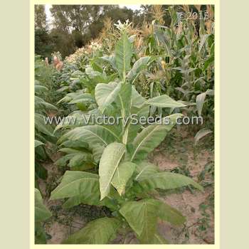 'Warner' tobacco plant.