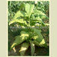 Mature 'Warner' tobacco plant.
