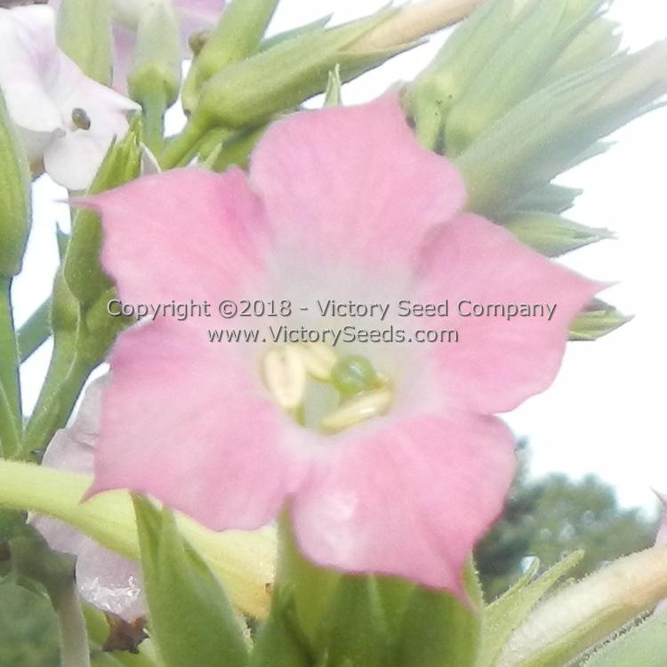 'White Stem Orinoco' tobacco flower.