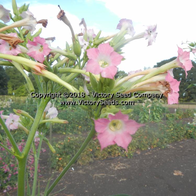 'White Stem Orinoco' tobacco flowers.