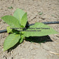 An immature 'White Stem Orinoco' tobacco plant.
