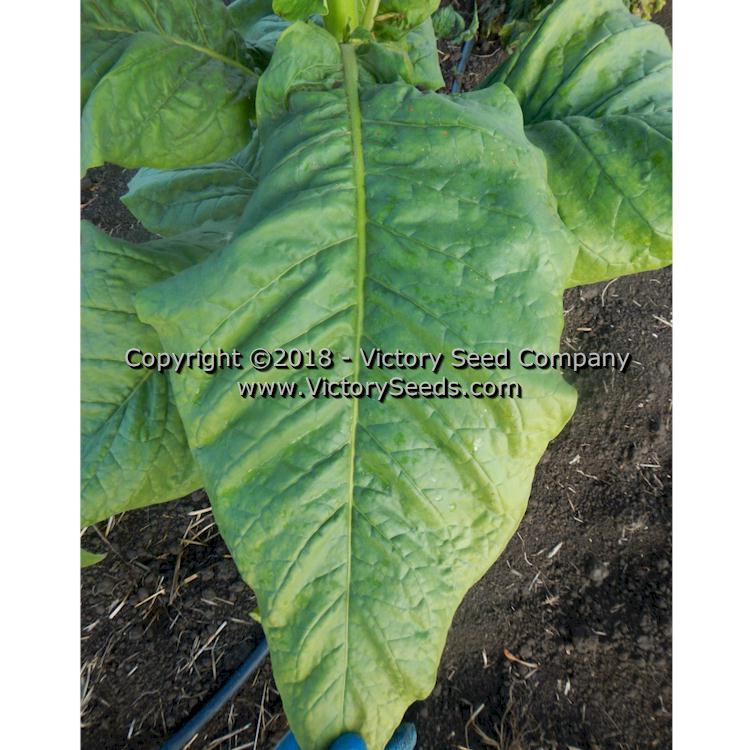 'White Stem Orinoco' tobacco leaf.