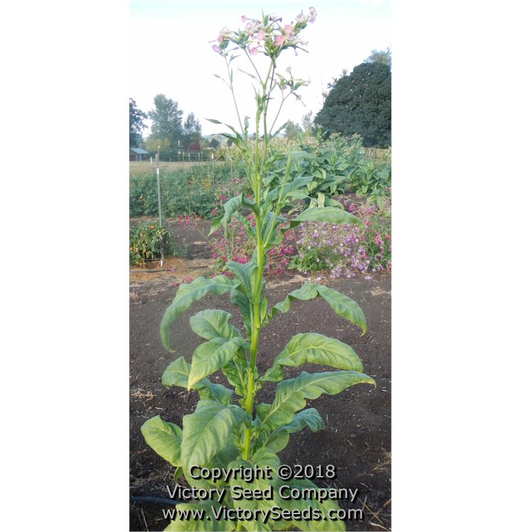 Maturing 'White Stem Orinoco' tobacco plant.