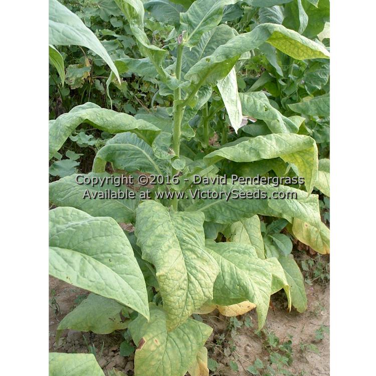 A ripe 'White Stem Orinoco' tobacco plant. Photo by David Pendergrass.