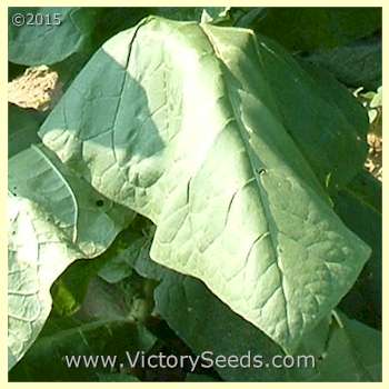 'Wisconsin Seedleaf' tobacco leaf.