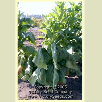 Unsuckered, ''Wisconsin Seedleaf' tobacco plant.' tobacco plant.