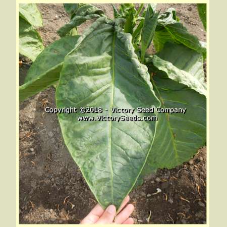 'Xanthi' tobacco leaf.