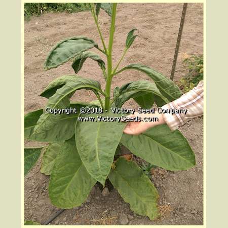 Maturing 'Xanthi' tobacco plant.