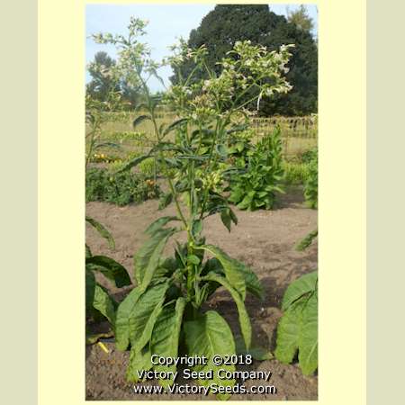 'Xanthi' tobacco plant.