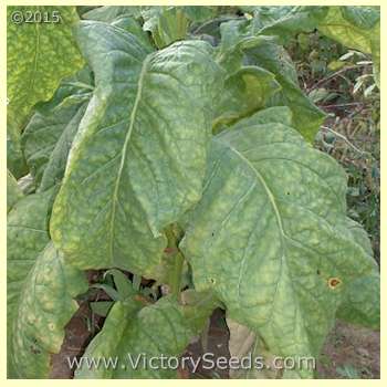 'Yellow Orinoco' tobacco leaf.