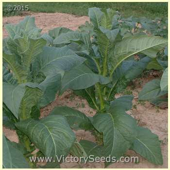 'Yellow Orinoco' tobacco plant.