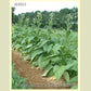 Mature 'Yellow Orinoco' tobacco plants.