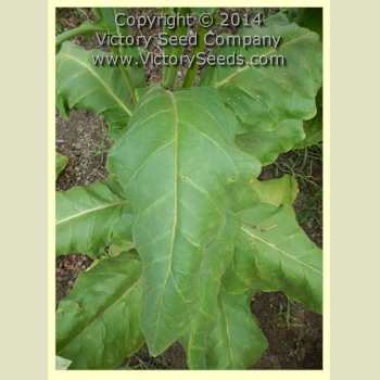 'Zimmer Spanish' tobacco leaf.