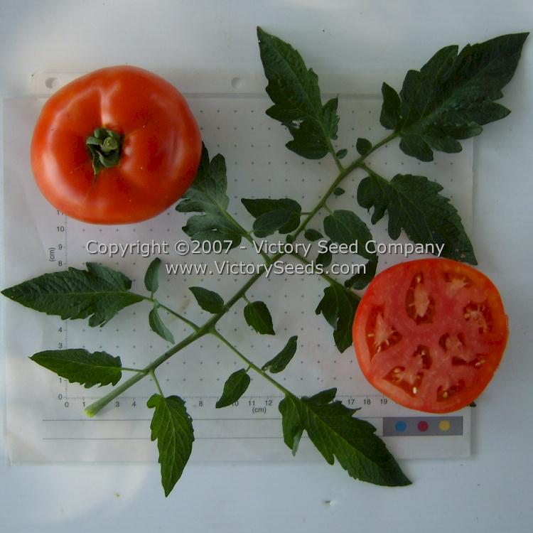 'Ace 55' tomatoes.