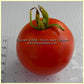 'Ailsa Craig' tomato.