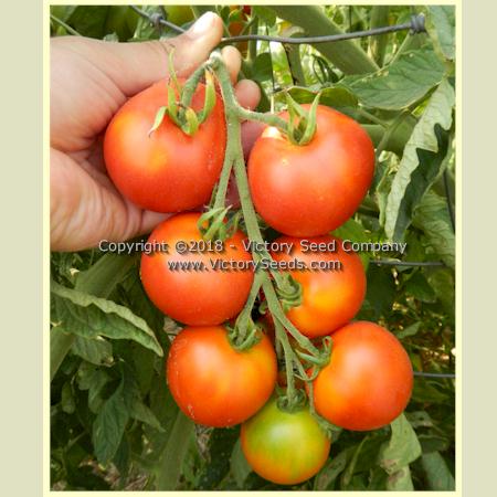 'Ailsa Craig' tomatoes.