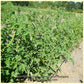 'Ailsa Craig' tomato plants.