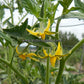 'Aker's West Virginia' tomato flowers.