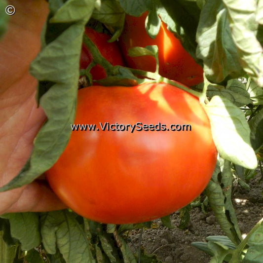 'Aker's West Virginia' tomato.