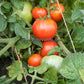 'Alpatieva 905A' tomatoes.