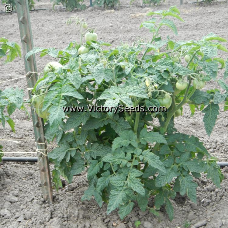 'Alpatieva 905A' tomato plant.