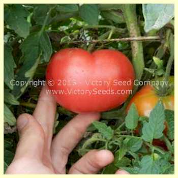 Alpha Pink Tomato