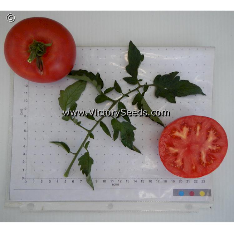 'Andrew Rahart's Jumbo Red' tomatoes.
